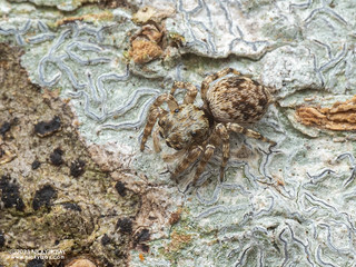 Jumping spider (Habrocestum hongkongiense) - P9067934