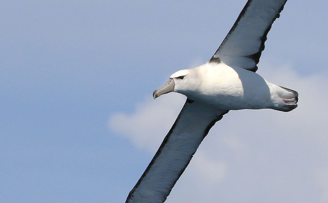 Albatros à cape blanche - Offshore of Cape Point/Western Cape/South Africa_20181208_050-1