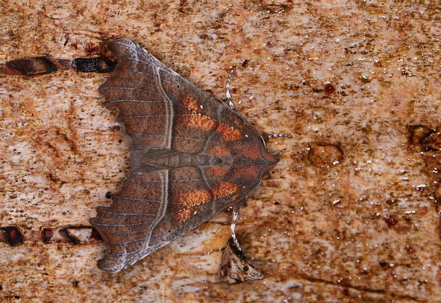 Husmoderugle (Herald Moth / Scoliopteryx libatrix)