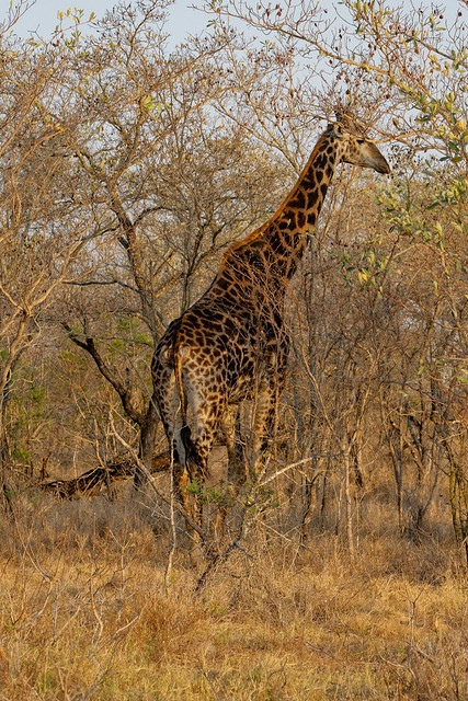 Giraffes at Arathusa-1