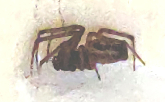 False Widow Spider Steatoda nobilis Obsid IR IMG_20231004_101651