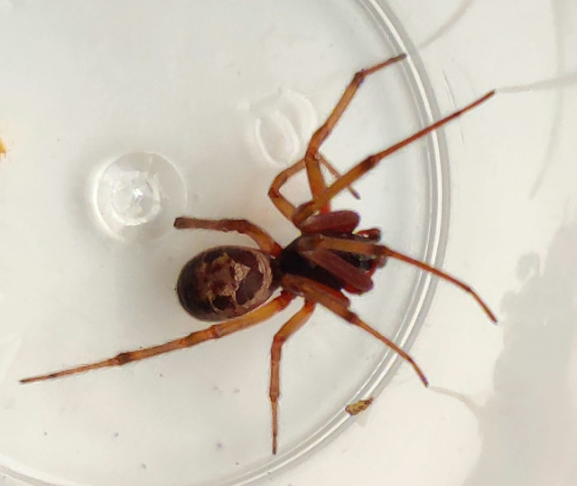 False Widow Spider Steatoda nobilis  Obsid IR  IMG_20231004_102609