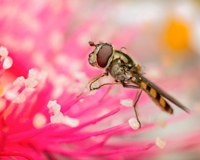 Hover fly in liquid sunshine