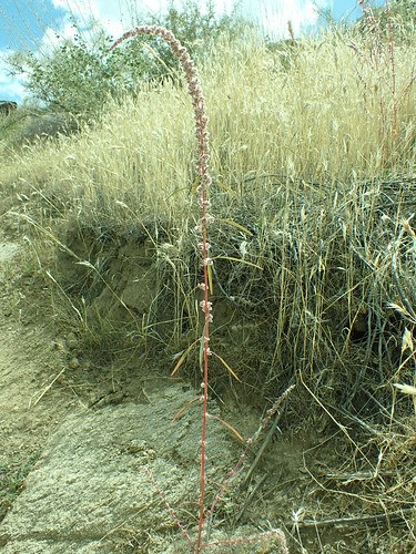 Amaranthus fimbriatus - fringed amaranth Fringed amaranth growing alongside the trail and other frequently disturbed settings in the San Jacinto Mountains, above the Palm Springs Art Center, Riverside County, California. The terminal spicate inflorescence often nods distally but also remains ascending. This species forms dense stands or occurs as solitary individuals.