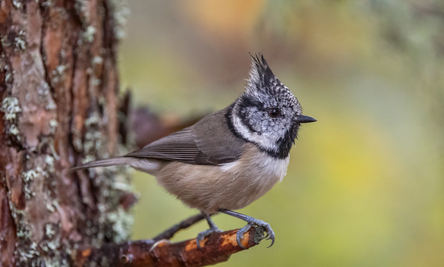 Crested Tit - Cairngorms