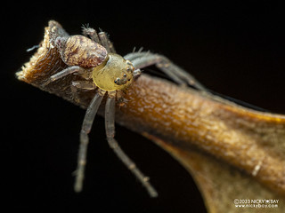 Crab spider (Alcimochthes limbatus) - P9068021