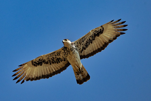 Hawk Eagle at Arathusa