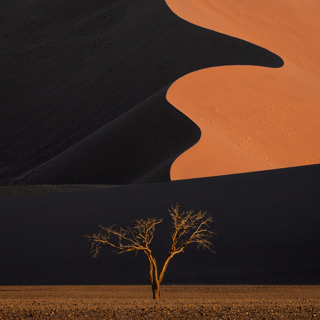 The Yin-and-Yang dune and the tree