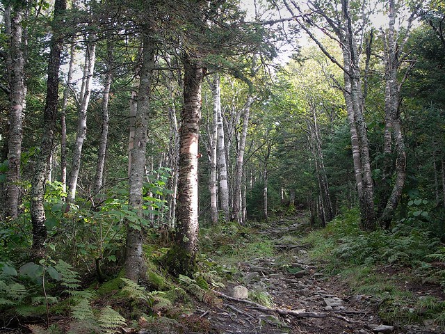 Coot Trail