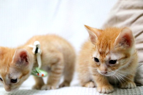 Rush, gatito naranja guapo y mimosón esterilizado, nacido en Agosto´23, en adopción. Valencia. ADOPTADO. 53233950687_982abc1f06