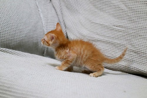 Rush, gatito naranja guapo y mimosón esterilizado, nacido en Agosto´23, en adopción. Valencia. ADOPTADO. 53233950712_4b350f46cd