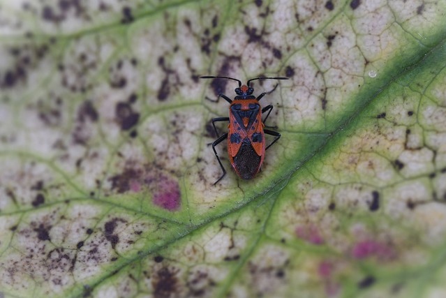 Red and Black Rhopalid Bug (Corizus hyoscyami)