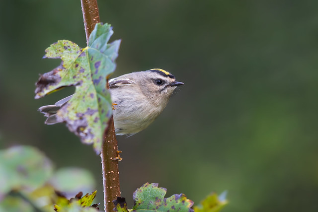 Golden-crowned Kinglet moving into fall..