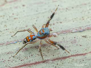 Jumping spider (Siler collingwoodi) - P9067933