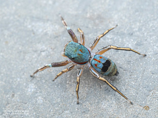 Jumping spider (Siler collingwoodi) - P9067921