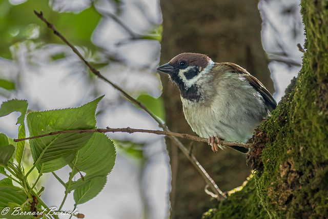 Moineau friquet - Passer montanus - Eurasian Tree Sparrow