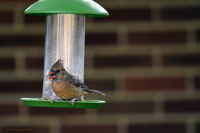 Female Cardinal stopped for a quick snack