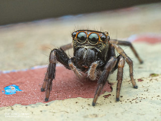 Jumping spider (Ptocasius strupifer) - P9068048