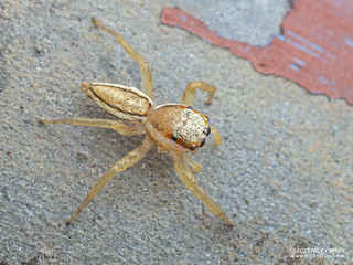 Jumping spider (Epocilla sp.) - P9068036