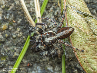 Jumping spider (Pancorius sp.) - P9068008