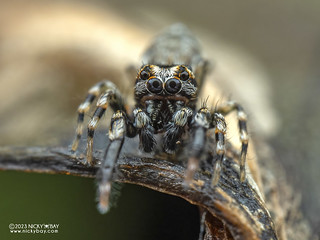 Jumping spider (Chrysillini) - P9067981