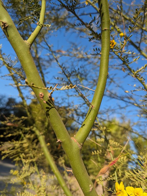 Parkinsonia microphylla Torr. Fabaceae Caesalpinoideae-palo verde 3
