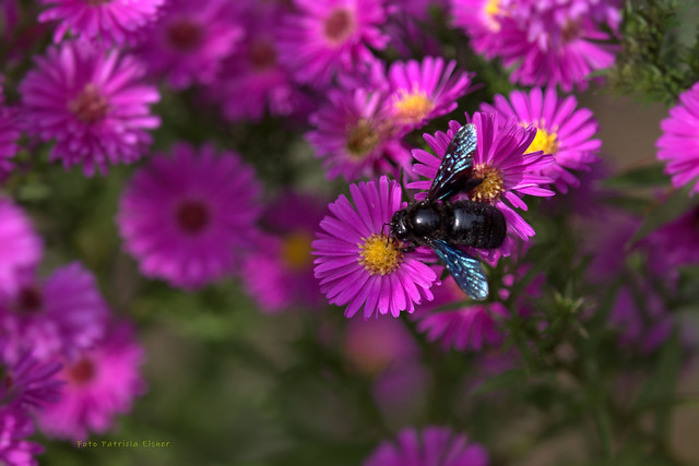Blaue Holzbiene Xylocopa violacea Blue Carpeter Bee