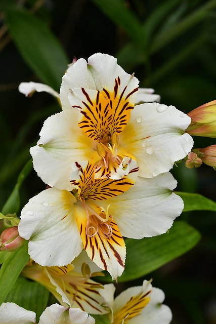 Peruvian Lily (Alstromeria cultivar 'Apollo')