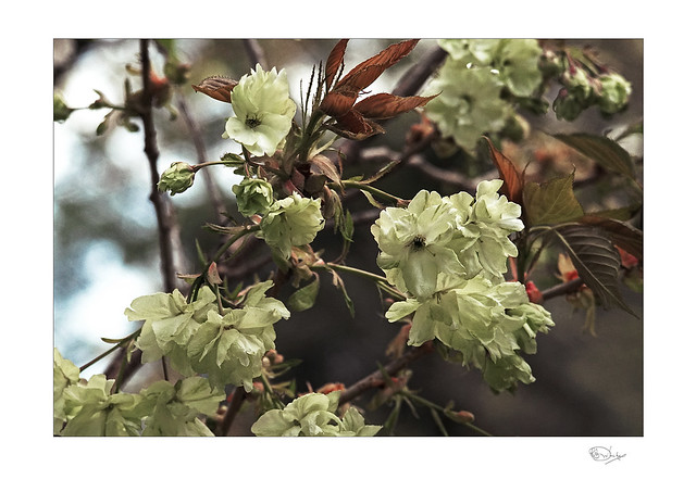 The Green Flowered Cherry (Prunus serrulata 'Ukon')