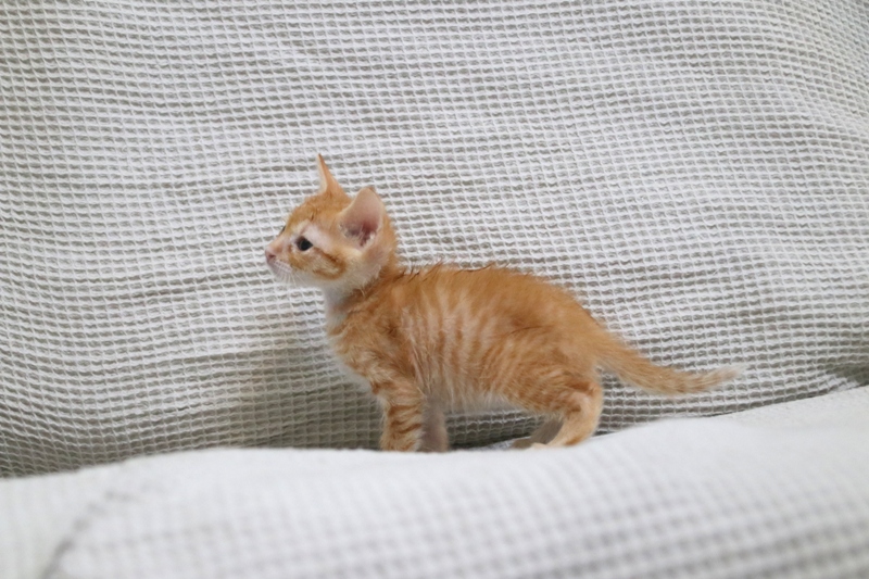Rush, gatito naranja guapo y mimosón esterilizado, nacido en Agosto´23, en adopción. Valencia. ADOPTADO. 53234815626_1d2ca7e534_o