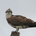 Flickr photo 'Osprey (Pandion haliaetus)' by: Mary Keim.