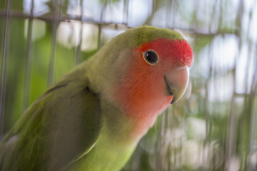 Il pappagallo ha i colori del sole e delle foreste