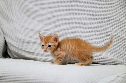 Rush, gatito naranja guapo y mimosón esterilizado, nacido en Agosto´23, en adopción. Valencia. ADOPTADO. 53235188839_0e12247037