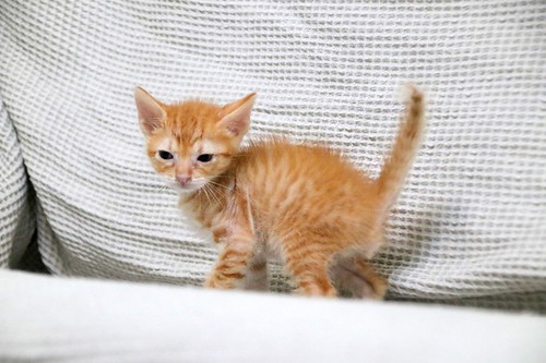 Rush, gatito naranja guapo y mimosón esterilizado, nacido en Agosto´23, en adopción. Valencia. ADOPTADO. 53235188864_175551fe3d