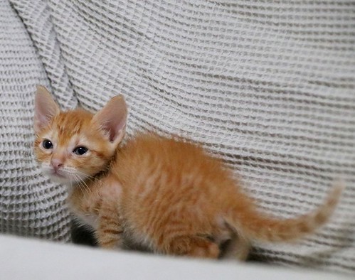 Rush, gatito naranja guapo y mimosón esterilizado, nacido en Agosto´23, en adopción. Valencia. ADOPTADO. 53235188899_8cc46cb09e