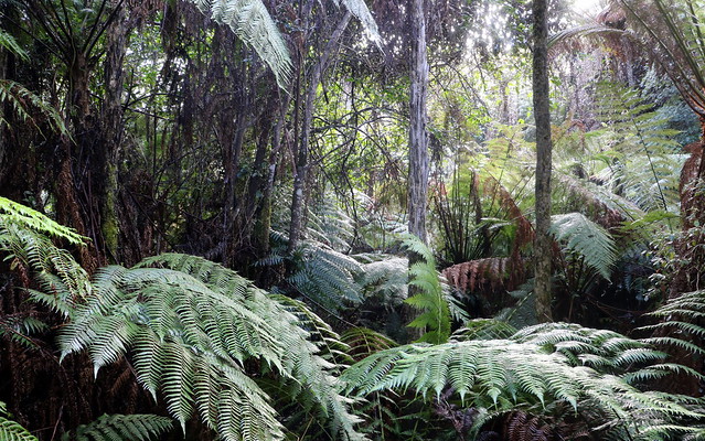 Maxwells Creek rainforest walk