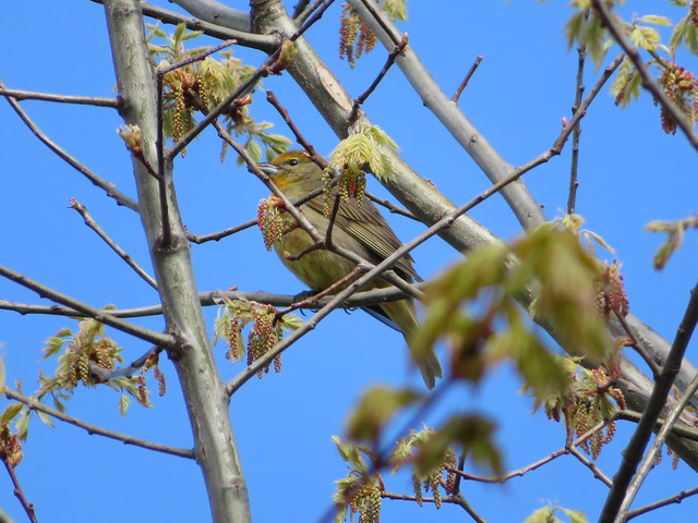 Hepatic Tanager 1
