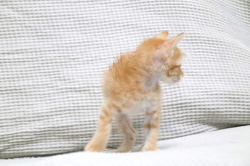 Rush, gatito naranja guapo y mimosón esterilizado, nacido en Agosto´23, en adopción. Valencia. ADOPTADO. 53235315425_b2b98a1e46