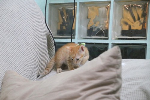 Rufus, gatito rubio guapetón y juguetón esterilizado, nacido en Agosto´23, en adopción. Valencia. ADOPTADO. 53235322965_628b032789