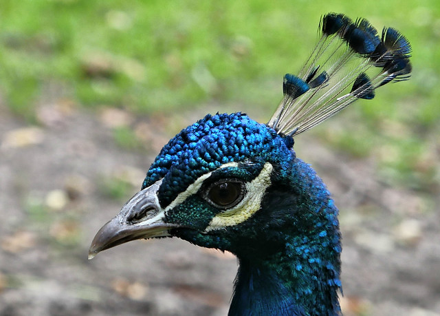Pauw/ Peacock