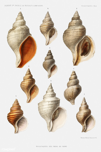 Conch shell varieties vintage poster