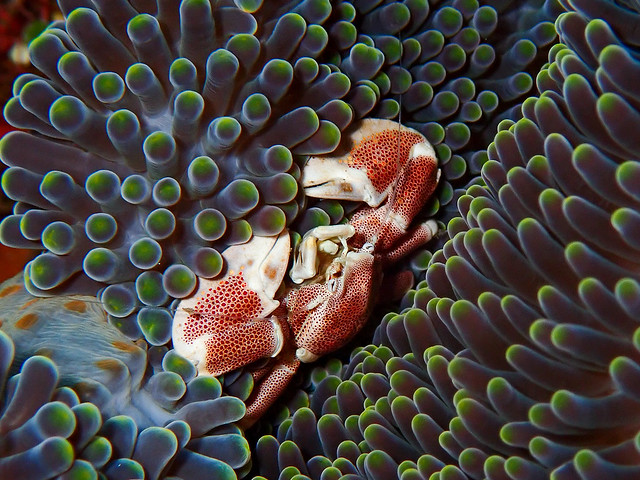 Beautiful Spotted Porcelain Crabs