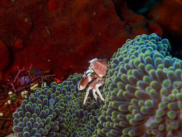 Beautiful Spotted Porcelain Crabs