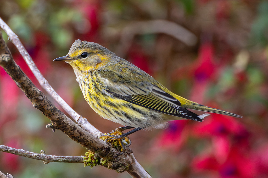 Cape May Warbler, 1st w male