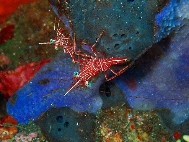 Hinge-Beaked Durbin Shrimp