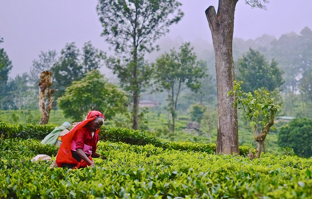 Tea plantation in the mist