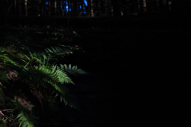 In a dark forest