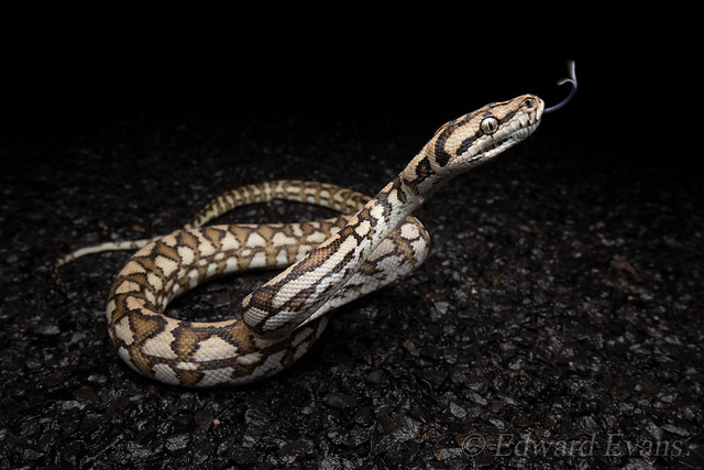 Carpet python (Morelia spilota)