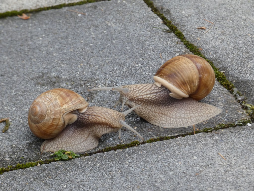 Zur Seite bitte, ich bringe die Schneckenpost (Snailmail) !! 🐌 😊 / Move aside please, I have snail mail !! 🐌 😊