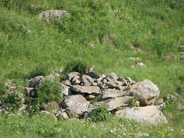 Marmot (Marmota marmota), Espousouille, Vallée du Galbe